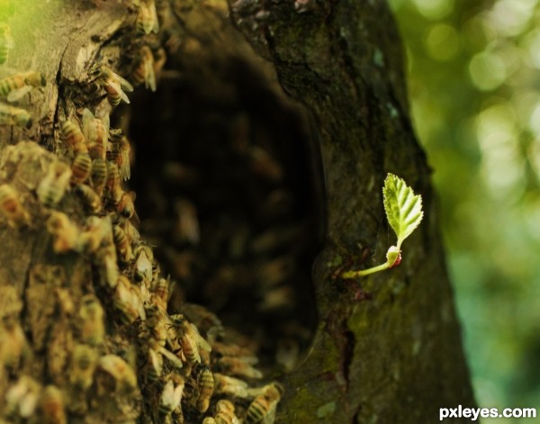 Creation of take a left at the bee tree: Final Result